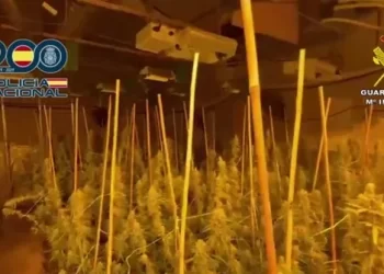 Goditet banda shqiptare e drogës në Valencia, zbulohet magazina me marijuanë, arrestohen dy persona