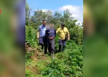 Kultivuan drogë në pyll, arrestohen 2 persona