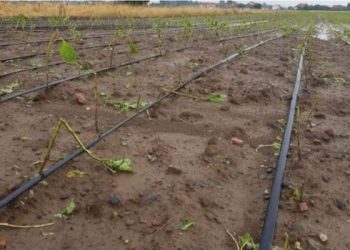 Shiu dhe breshëri përfshijnë Fierin, dëmtohen kulturat bujqësore