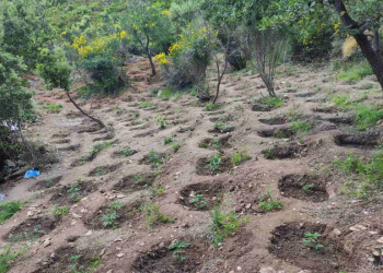 Lazaratasi kapet me parcelën me kanabis në ishullin grek, arrestohet me tre bashkëpunëtorët nga Delvina, Libohova dhe Tirana (Emrat)