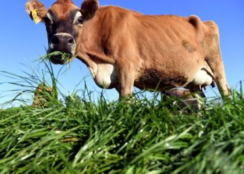 Këto janë taksat më të çuditshme në botë