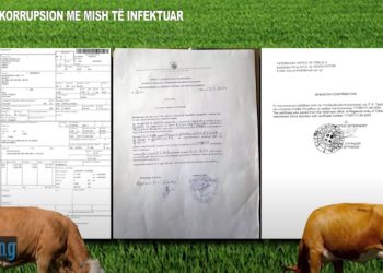Bagëtitë e sëmura në Greqi sillen në Shqipëri, skema si falsifikohen certifikatat e sigurisë