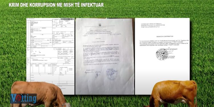 Bagëtitë e sëmura në Greqi sillen në Shqipëri, skema si falsifikohen certifikatat e sigurisë