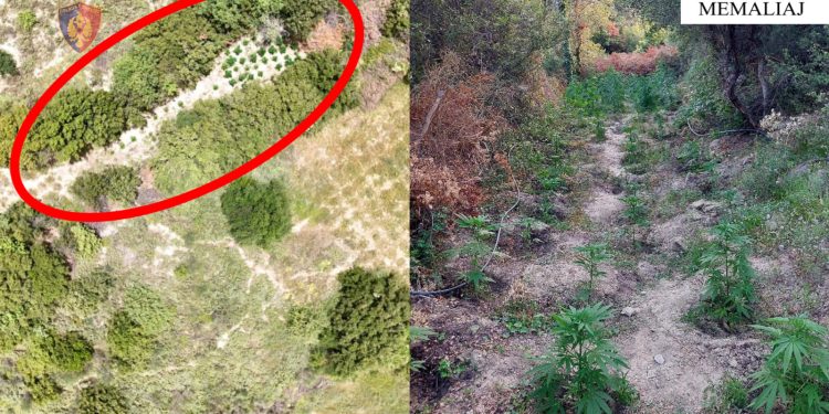 Zbulohet parcela me kanabis në Memaliaj, arrestohet 66-vjeçari