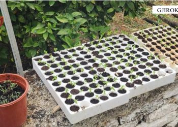 “Befasia” në Gjirokastër, nënë e bir kapen duke kultivuar kanabis në oborrin e shtëpisë (FOTO)