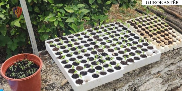 “Befasia” në Gjirokastër, nënë e bir kapen duke kultivuar kanabis në oborrin e shtëpisë (FOTO)