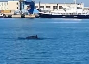 Pamje mahnitëse/Delfinët dhurojnë spektakël në Portin e Durrësit