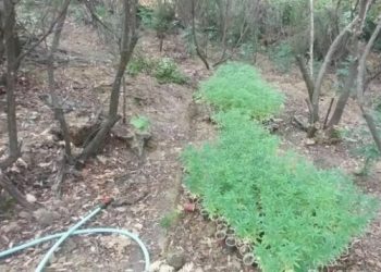 Mbi 2000 mijë rrënjë, zbulohet ferma e kanabisit mes Konispolit e Filatit. E pajisur me sistem vaditje dhe rezervuar uji
