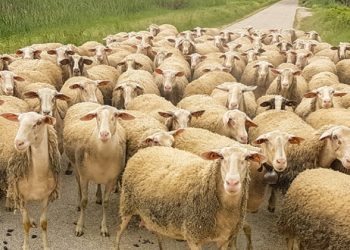 Greqia në alarm nga murtaja e kafshëve, groposen 8,000 dhi e dele