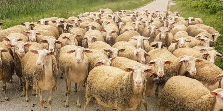 Greqia në alarm nga murtaja e kafshëve, groposen 8,000 dhi e dele