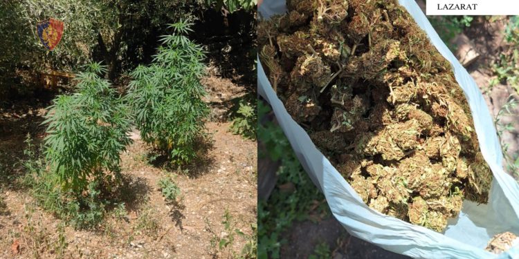Kultivoi 10 rrënjë kanabis në shtëpi, një i arrestuar në Lazarat