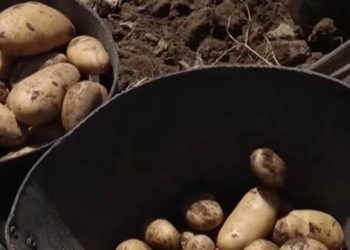 Bie prodhimi i patates në Greqi, fermerët ankohen për importet nga Egjipti
