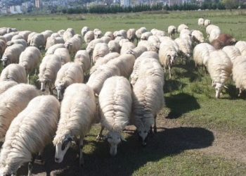 Shqipëria ndalon importin e bagëtive të imta nga Greqia për të parandaluar hyrjen e murtajës