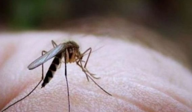 Konfirmohet një pacient me ‘Ethet e Nilit’ në Lushnjë, niset drejt Greqisë për kurim