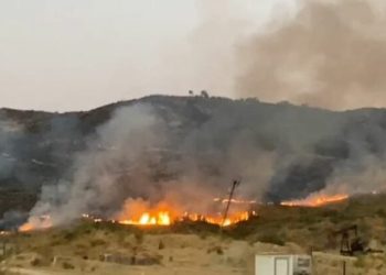 Zjarr i madh në Vlorë, digjen mbi 3 mijë rrënjë ulliri