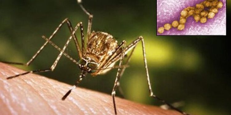 “Ethet e Nilit” në Fier/ Të prekur 3 persona me moshë 50-60 vjeç, 2 raste të dyshuara