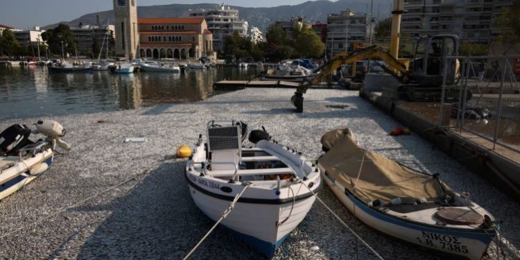 Miliona peshq të ngordhur alarmojnë qytetin grek, zbulohet shkaku