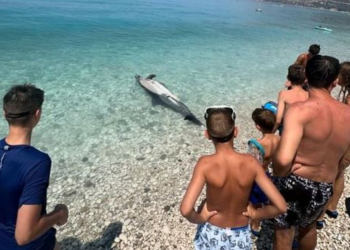 Delfini i ngordhur përfundon në bregun e detit në Borsh