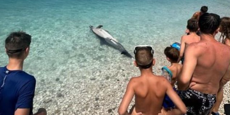 Delfini i ngordhur përfundon në bregun e detit në Borsh