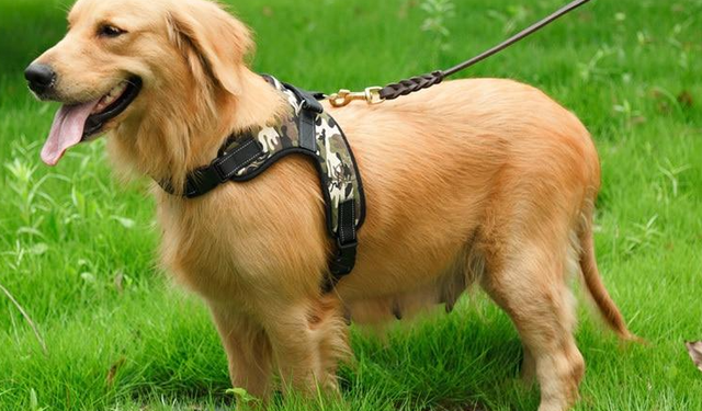 Studimi, a qeshin kafshët?