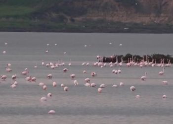 Shtohen flamingot në Lagunën e Nartës, por e ardhmja e tyre e kërcënuar