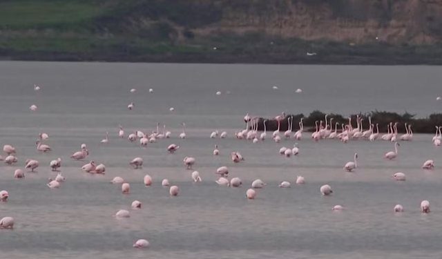 Shtohen flamingot në Lagunën e Nartës, por e ardhmja e tyre e kërcënuar