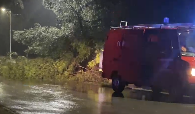 Përkeqësohet moti, rrëzohen pemë në Vlorë, bllokohet rruga