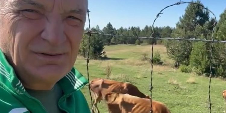 Ilir Meta: Rilindja përgjysmoi numrin e lopëve, ne do t’u japim fermerëve 200 Euro për kokë (VIDEO)