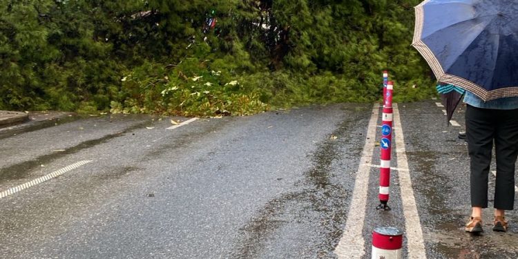 Reshjet e dendura/ Rrëzohet pema në Tiranë, bllokohet qarkullimi (VIDEO)