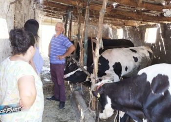 Fermeri kërkon ndihmë: Po më ngordhin ҫdo muaj lopët