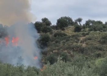 Zjarr në Vlorë, digjen 100 rrënjë ullinj