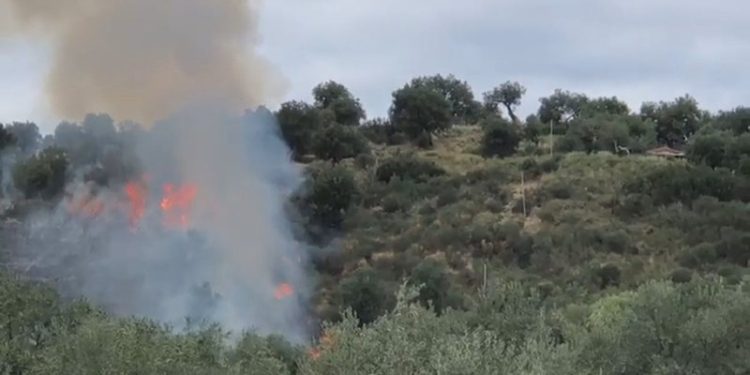 Zjarr në Vlorë, digjen 100 rrënjë ullinj