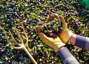 Shqipëria s’ka punëtorë për ullinjtë: Ikin në Greqi për  60-70 euro/dita