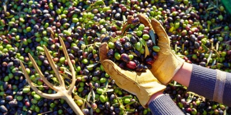 Shqipëria s’ka punëtorë për ullinjtë: Ikin në Greqi për  60-70 euro/dita