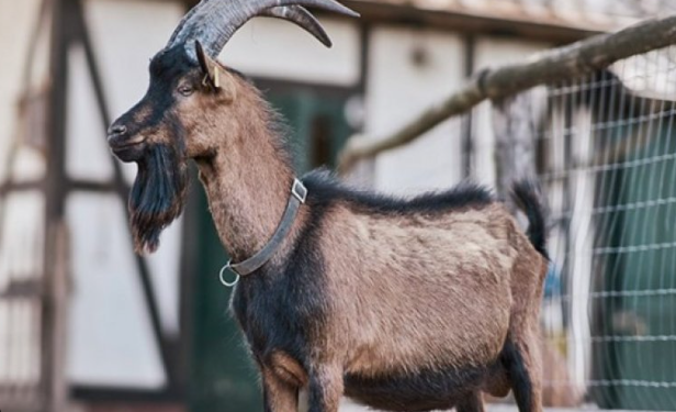Cjapi e godet në kokë, bariu i moshuar përfundon në spital në gjendje të rëndë