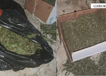 I gjejnë kanabis në shtëpi, arrestohet 48-vjeçari në Memaliaj