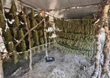 Zbulohet ferma me 1.4 ton kanabis në Greqi, arrestohet një shqiptar (Emri)