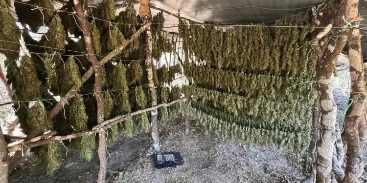 Zbulohet ferma me 1.4 ton kanabis në Greqi, arrestohet një shqiptar (Emri)