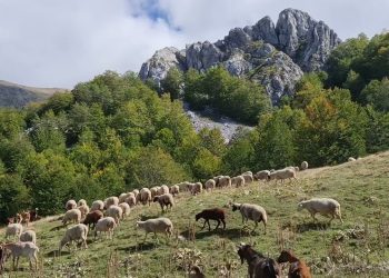 Doli për të kullotur bagëtitë, por nuk u kthye më. Gruaja e moshuar gjendet e pajetë