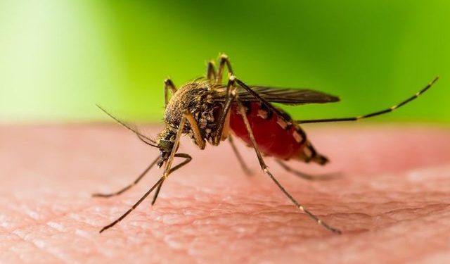 Rikthehet pas 50 vjetësh malaria, shfaqet një rast në Itali