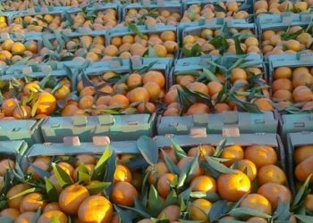 Gjirokastër, ndalohet kamioni me mandarina pa dokumentacionin përkatës