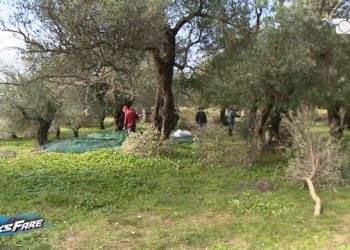 “Vjehrri i ish-kryetares së Bashkisë Himarë po na merr pronën”, kryeplaku i fshatit Vuno “vjedh” ullinjtë!