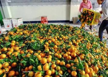 Mandarinat me helme/ Bie interesi i blerësve, fermerët përgjysmojnë çmimet