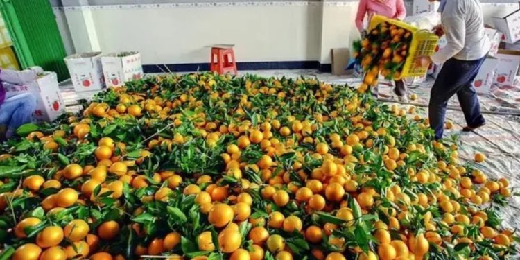 Mandarinat me helme/ Bie interesi i blerësve, fermerët përgjysmojnë çmimet