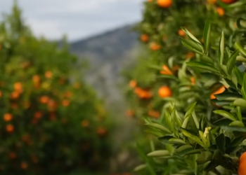 Disa vende të BE-së bllokojnë mandarinat shqiptare: Kanë nivele të larta të pesticideve