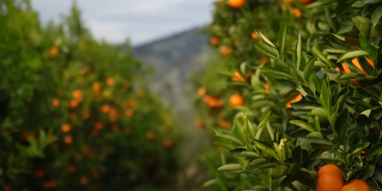 Disa vende të BE-së bllokojnë mandarinat shqiptare: Kanë nivele të larta të pesticideve