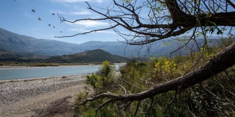 Kishte dalë për peshkim në Vjosë, zhduket 63-vjeçari