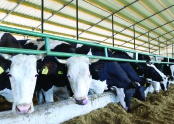 40% e fermave blegtorale në Shqipëri përdorin antibiotikë