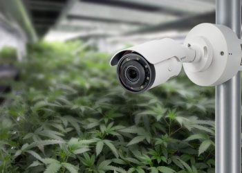 Rregullat për kultivimin e kanabisit mjekësor, monitorim me kamera 24 orë, mure 4 metra të lartë për siguri