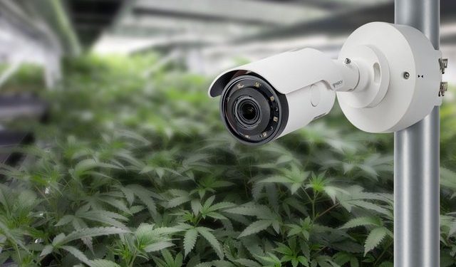 Rregullat për kultivimin e kanabisit mjekësor, monitorim me kamera 24 orë, mure 4 metra të lartë për siguri